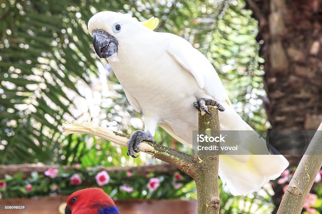 Cockatoo Cockatoo is white skin  and  naughty habit Animal Stock Photo