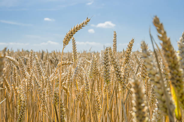 istock Wheat - Close up of a wheat field. 508098143