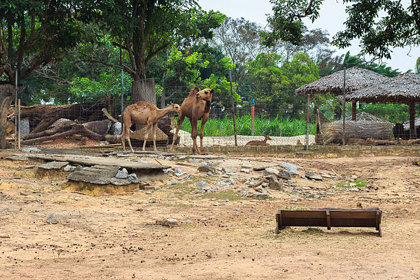 Camel lies on the ground resting