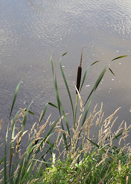 Bullrush stock photo