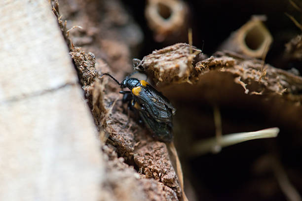 istock Blister beetle (Sitaris muralis) on insect hotel 508098427