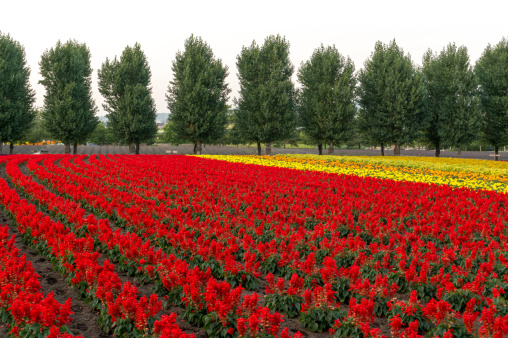 Field of flowers and rows of trees in the middle. Taken in Biei, South Korea