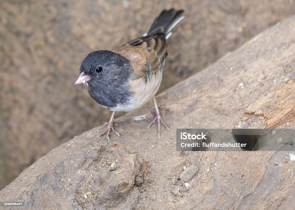 Dark-Eyed Junco (Junco hyemalis) Golden Gate Park, San Francisco Animal Stock Photo