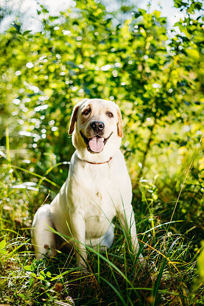 istock White Labrador Retriever Dog Sitting In Green Grass, Forest Park 508098984