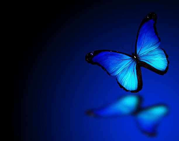 istock Morpho blue butterfly on dark blue background 508099011