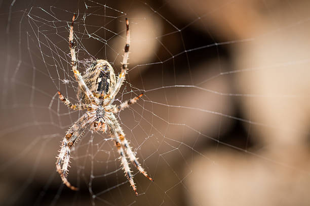 istock Araneus diadematus cross spider 508099077