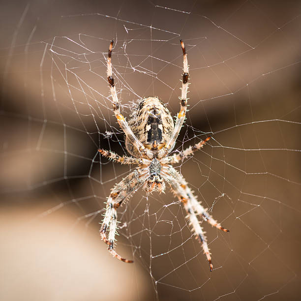 istock Araneus diadematus cross spider 508099081