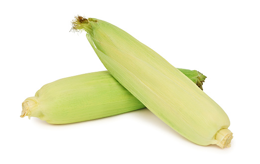 Two whole closed corn on the cob isolated