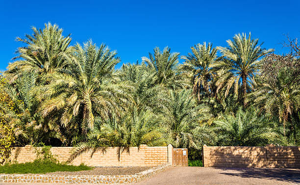 istock Palm trees in Al Ain Oasis 508099168