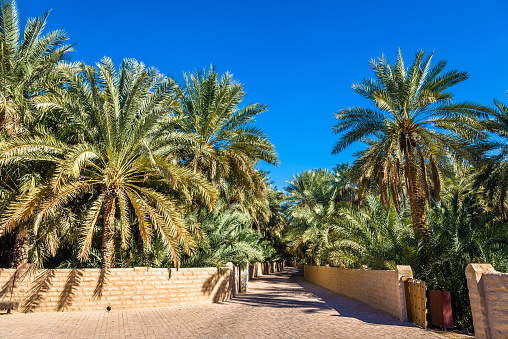 View of Al Ain Oasis, the Emirate of Abu Dhabi