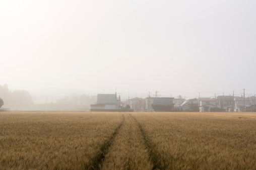 Barley field covered in morning fog and stretching for miles.