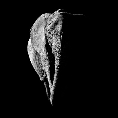 Black and white African Elephant standing portrait with dark background
