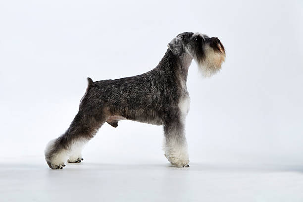 schnauzer miniatura sal y pimienta posando de perfil de estudio - campeón stock-fotos und bilder