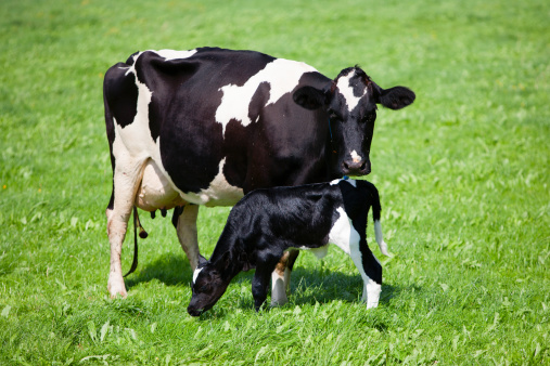 Dutch cow with newborn calf in the meadow, the Netherlands