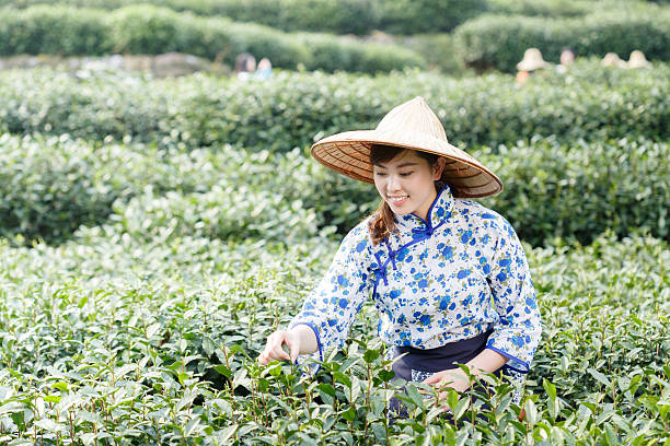 istock asian pretty tea-picking girl in plantation 508100314