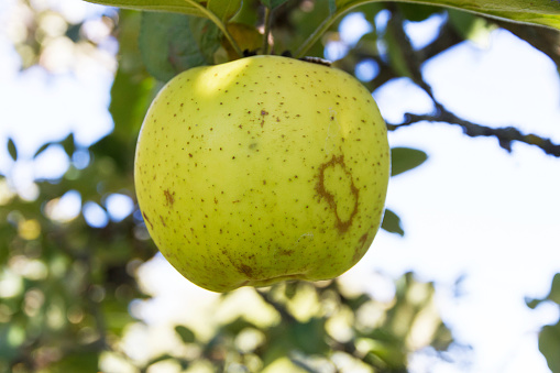 Pippin ripe apple hanging on the tree - Manzana Reineta madura  colgando en el arbol
