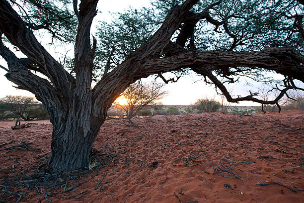istock Sun behind Acacia, Kalahari desret, Namibia, Africa 508102128