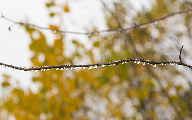 Raindrops on Hawthorn Branch - Gotas de lluvia en Rama Detail of drops of rainwater in a row hanging in branch of wild rose in autumn - Detalle de gotas de agua de lluvia en hilera colgando en rama de rosal silvestre, en otoño lluvia stock pictures, royalty-free photos & images