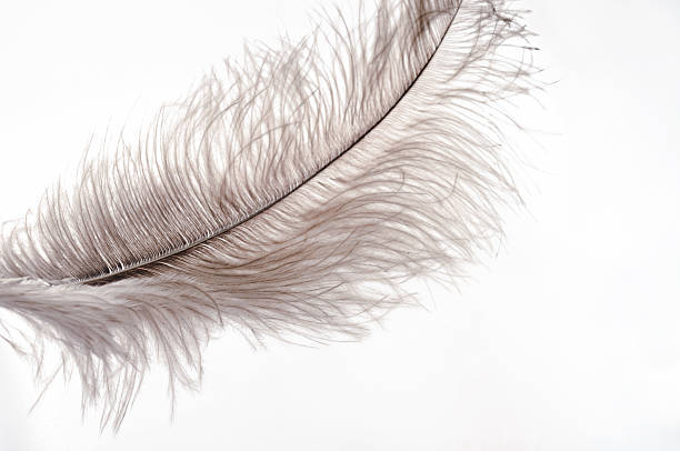 gros plan de plumes sur fond blanc dans un flou - ostrich bird wind fluffy photos et images de collection