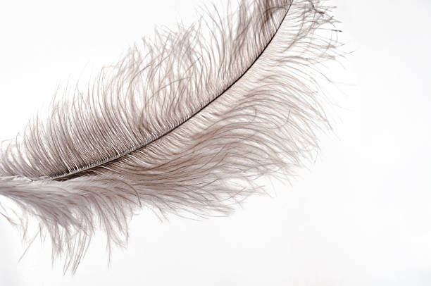 grande plano feather sobre fundo branco em foco suave - ostrich bird wind fluffy imagens e fotografias de stock