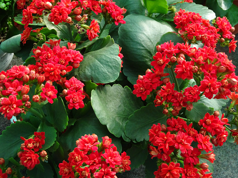 Photo showing some red kalanchoe flowers on a flowering succulent houseplant / indoor plant.  This plant requires very little water to thrive on a warm windowsill, where it will flower away nicely for many months.