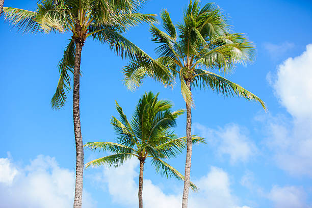 istock Coconut trees against beautiful blue skies. tropical setting. 508107110
