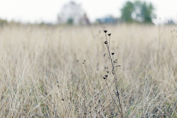 istock dry grass nature landscape 508107114