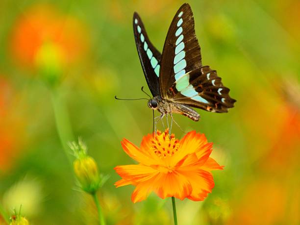 istock Yellow Cosmos and Butterfly 508118673