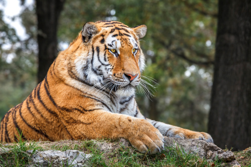 Tiger rest on ground in Safari Park.