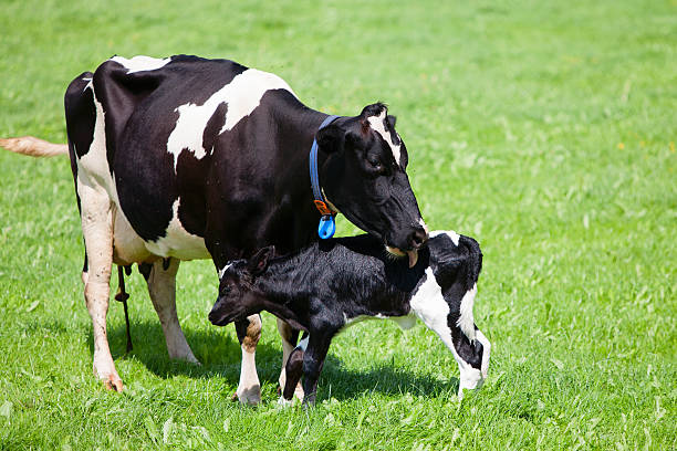 mucca con neonato in vitello - newborn animal foto e immagini stock