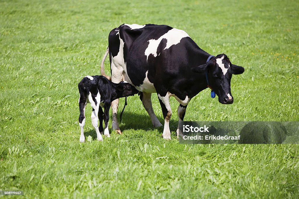 Baby Sapi Sapi Dengan Anak Sapi Yang Baru Lahir Foto Stok - Unduh Gambar Sekarang ...