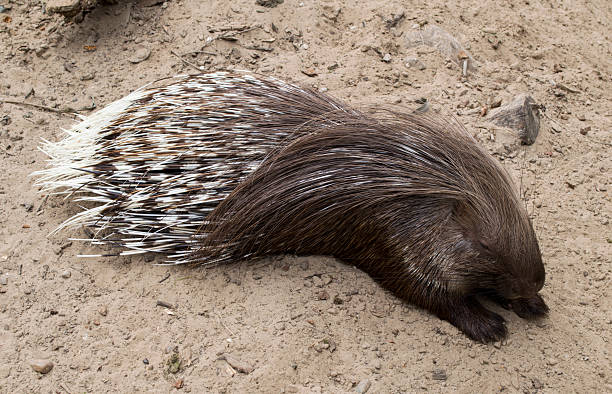 istock wild porcupine 508119901