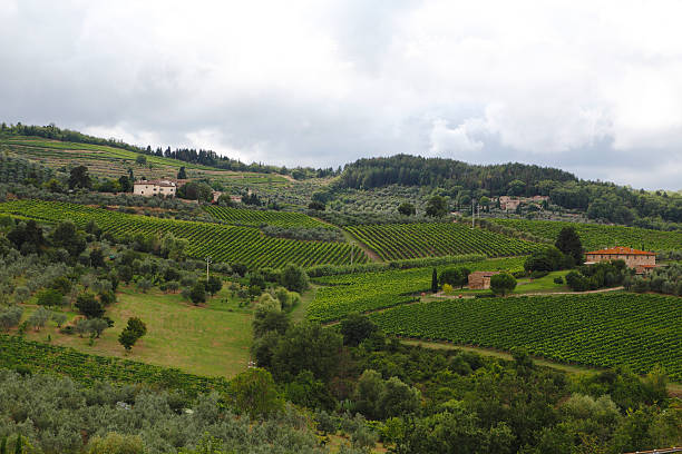 istock Vineyards in the Tuscany 508120123