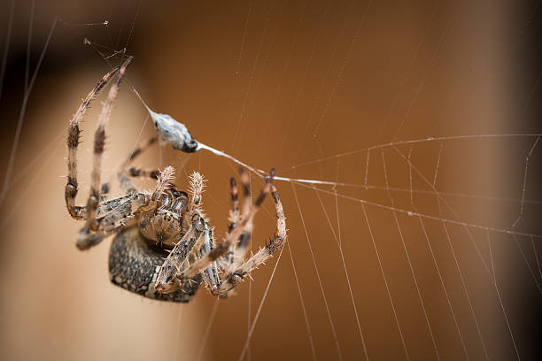 istock Araneus diadematus cross spider 508120549