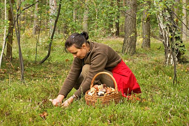mulher escolhendo mushrooming, cogumelos da floresta - picking up single object leisure activity recreational pursuit - fotografias e filmes do acervo