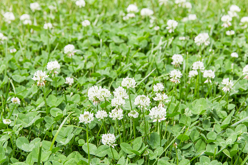 White clover flowers field in summer, shallow depth of field