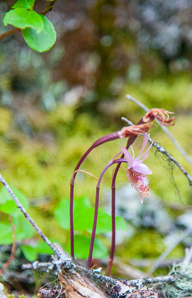 istock North Cascades National Park - JUNE 2011 508122789