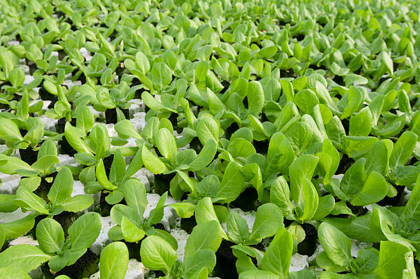 lettuce stock photo