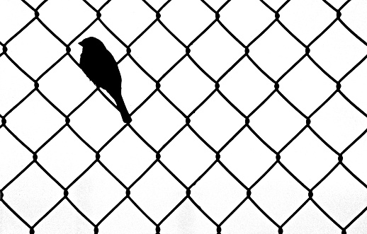 Bird Sitting within Chain link fence