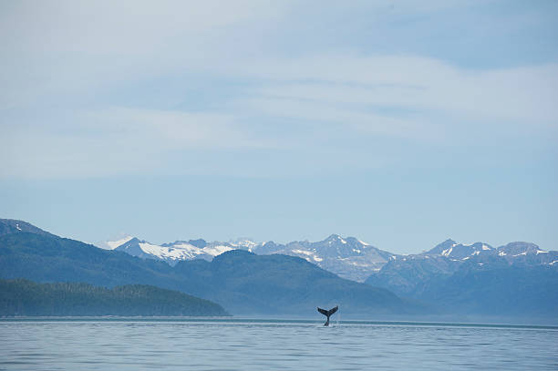 istock Whale Fluke in Glacier Bay 508123623