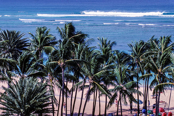 istock Surfing in Waikiki 508123845