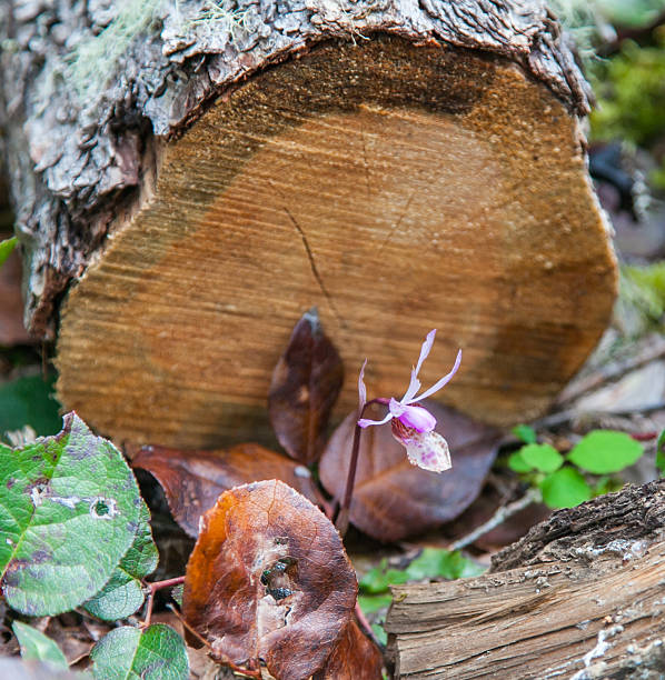 Calypso Orchids in The North Cascades National Park Complex in the summer of 2011