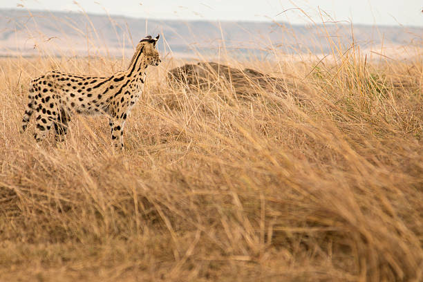 Serval cat surveying the long grasses