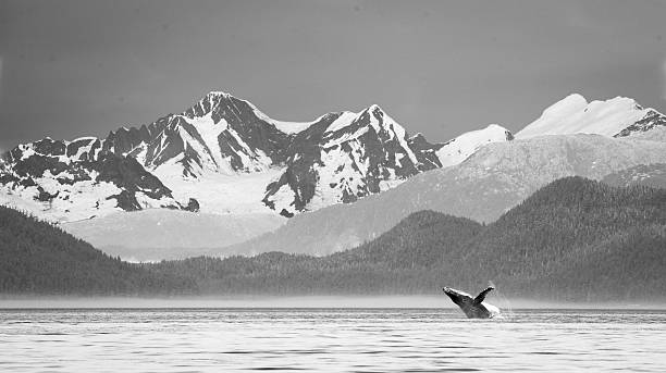 Whale Breach in Front of Breathtaking Mountains at Glacier Bay stock photo