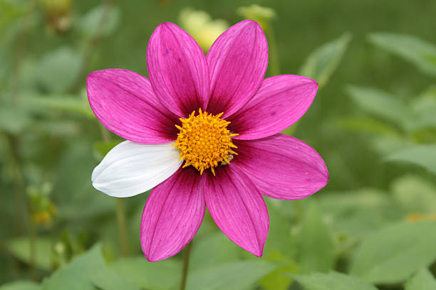 flor mutante - rare imagens e fotografias de stock