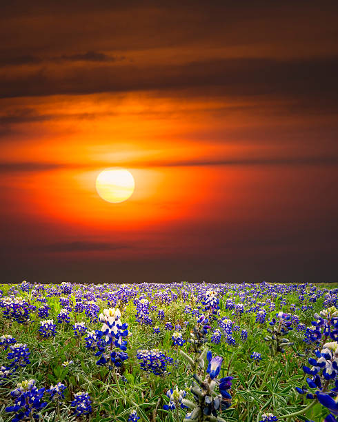 istock Bluebonnets in the Texas Hill Country 508125705