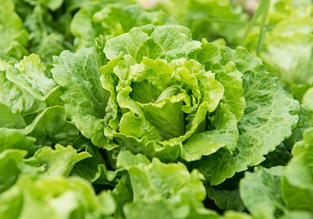 istock lettuce plant in field 508125873