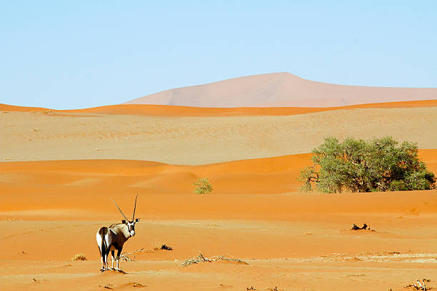 istock Wandering dune of Sossuvlei in Namibia with Oryx walking 508126056