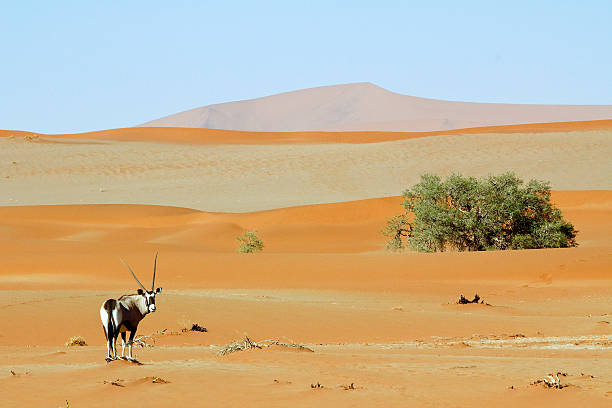 istock Wandering dune of Sossuvlei in Namibia with Oryx walking 508126130