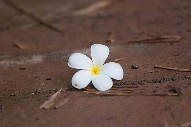 fleurs blanches belle - 7621 photos et images de collection